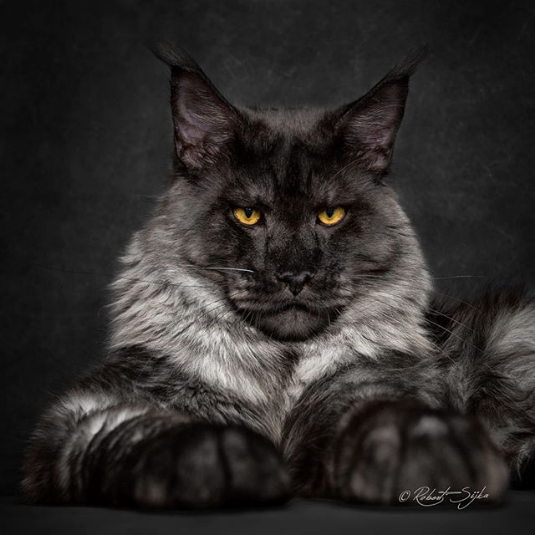 majestic creature