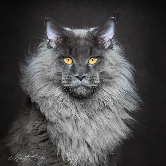 Your Majesty