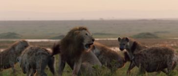 Lion was about to lose a fight against 20 hyenas, brother rushes to save him after hears his cries for help