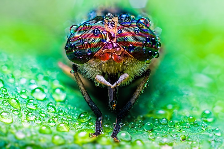 fly