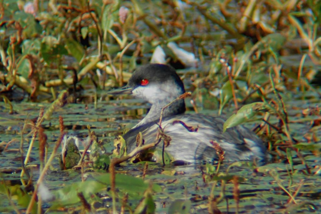 Eared Grebe