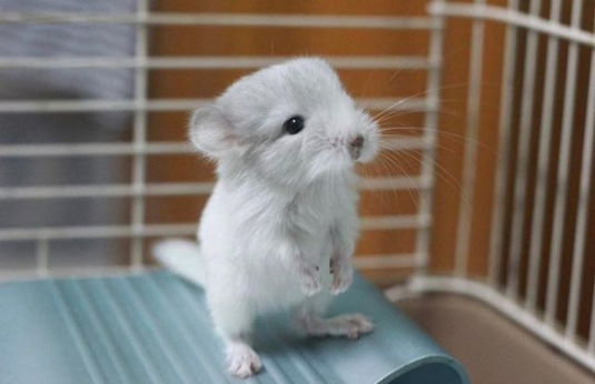 fluffy