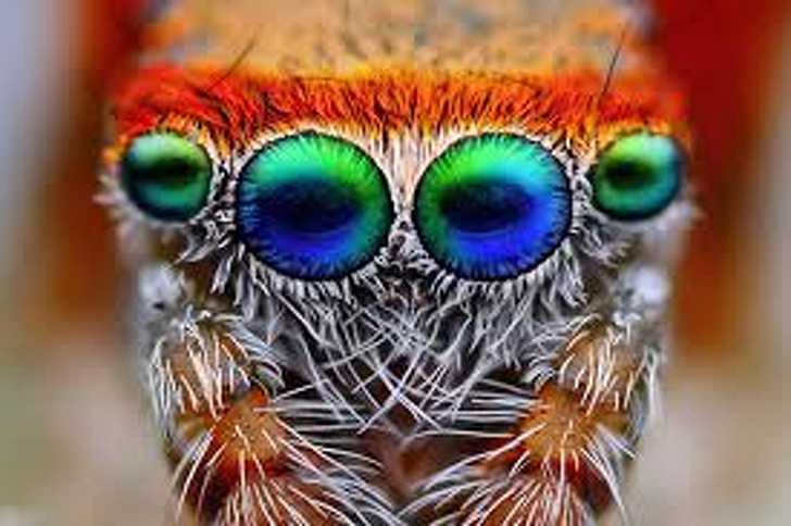 spider