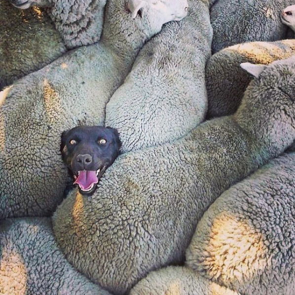 Crowd Followers