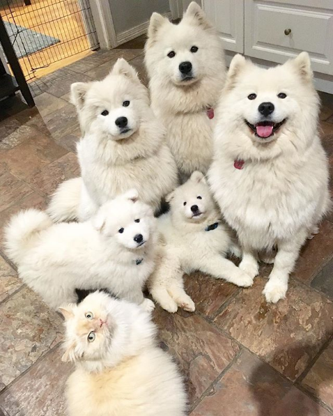 cat family