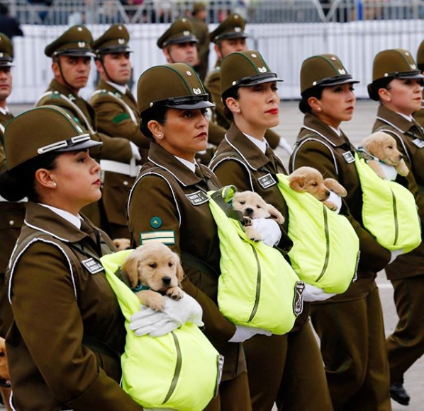 puppies
