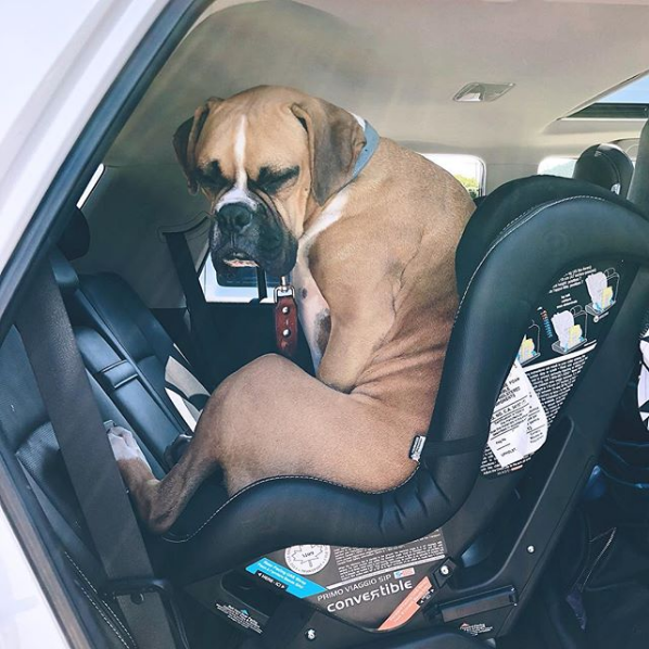 dog baby