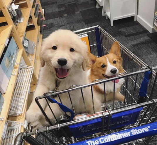 cart