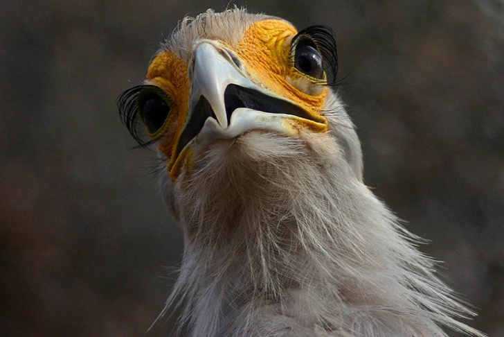 bird