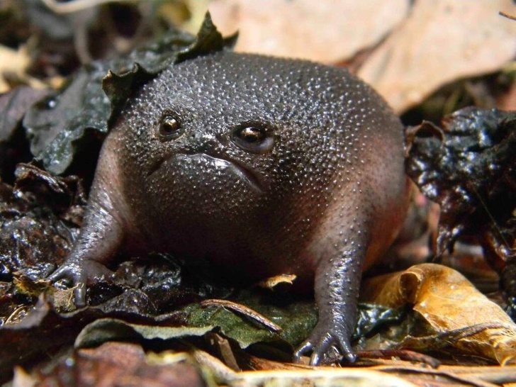 black rain frog