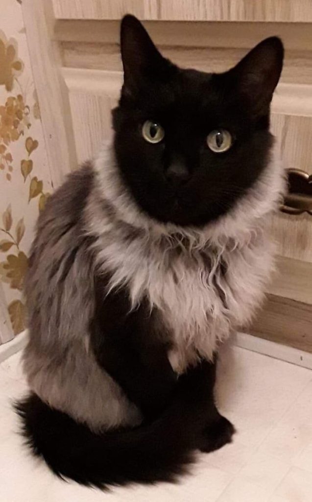 fancy sweater