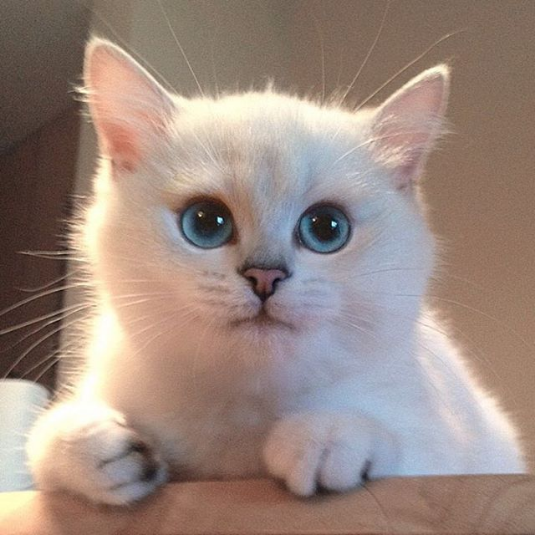 cats eyes