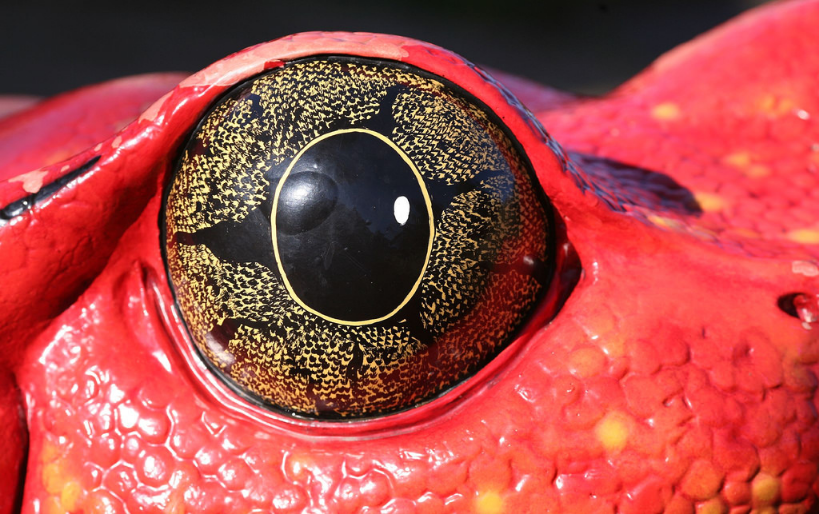 frog eye