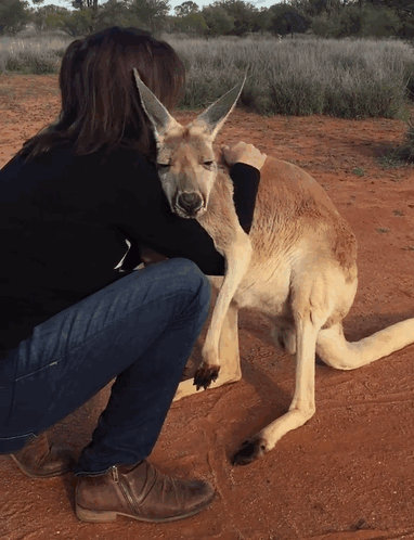 hug kangaroo