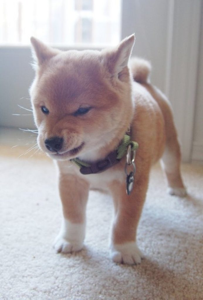 angry Shiba