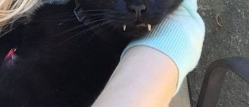 Monkey; The Rescued Black Cat Surprises Her Owner as he Turns Out to Be A “Vampire”
