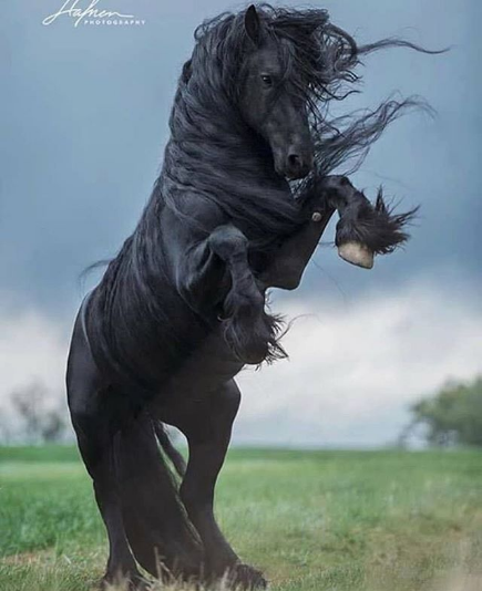 Super Horse Model