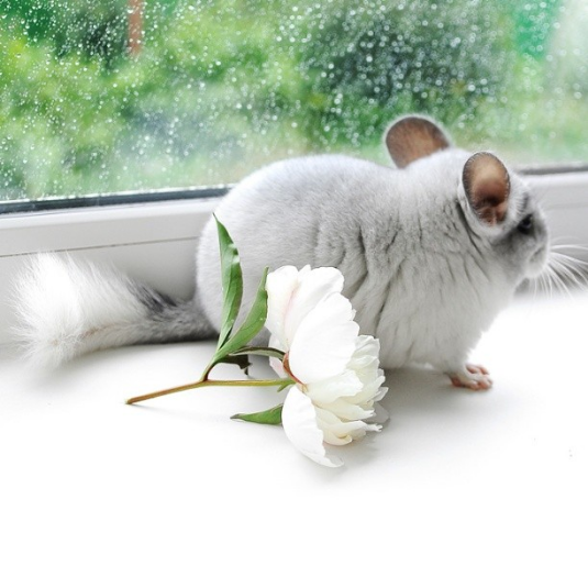 bouquet