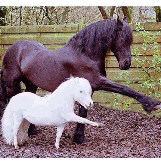 animals