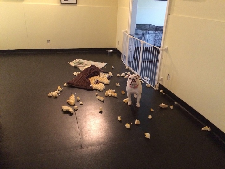 dog