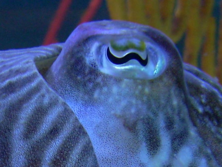 cuttlefish