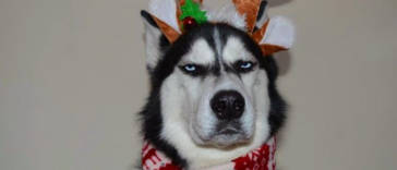 These pets aren’t totally into this whole Christmas thing