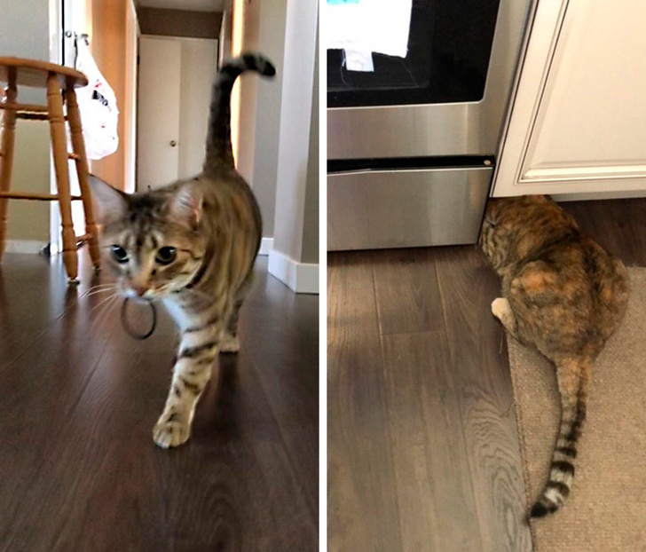 cat routinely steals