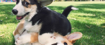 Heart-Melting Puppies to Lift Your Spirits Today