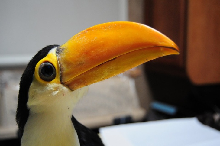 2-month-old toucan
