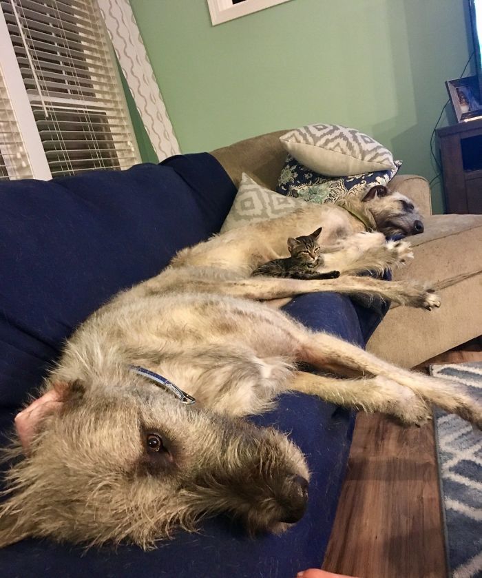 Wolfhound brothers