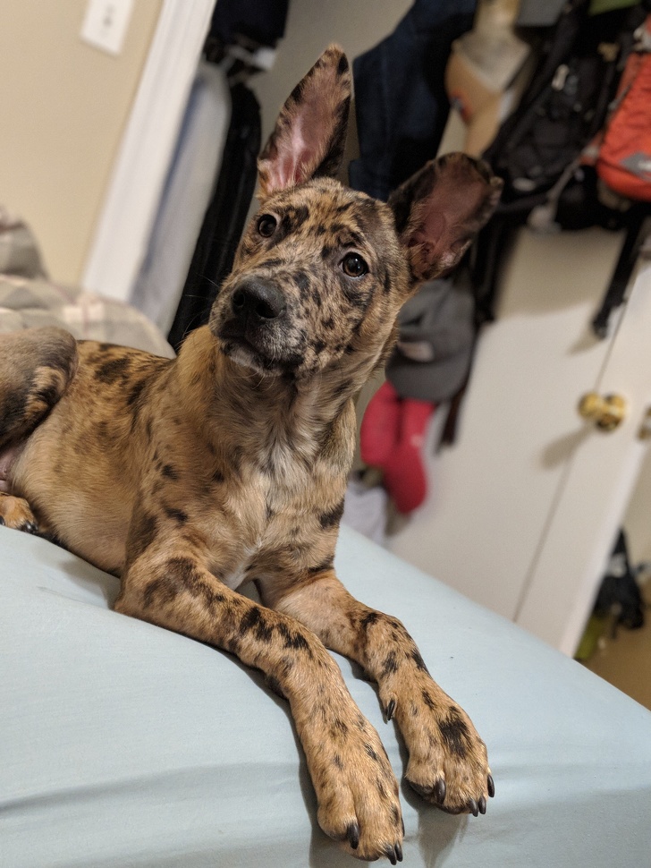 Catahoula Leopard