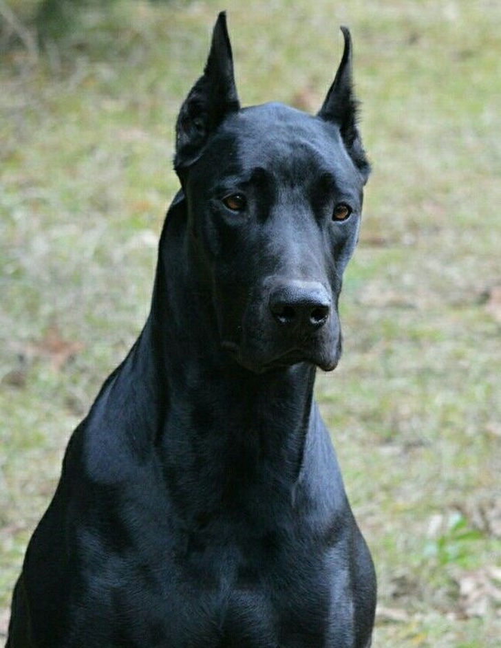 Doberman