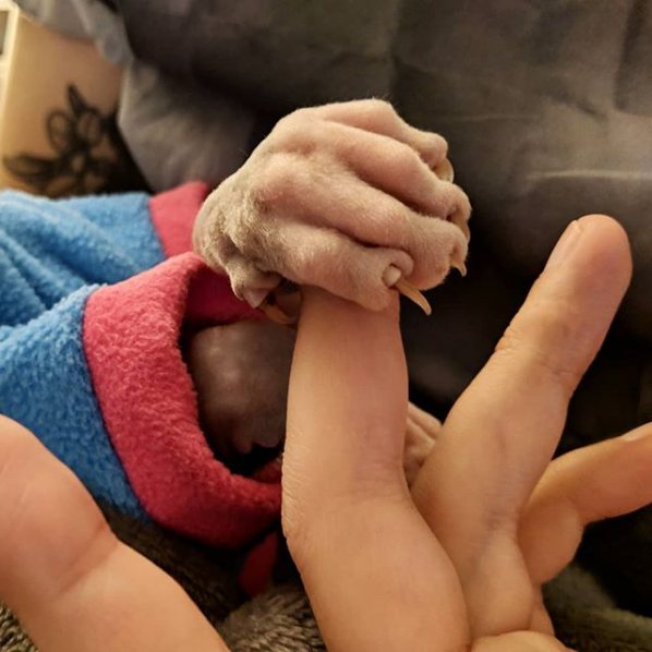 Photos Proving That Hairless Cats Are Actually Amazing