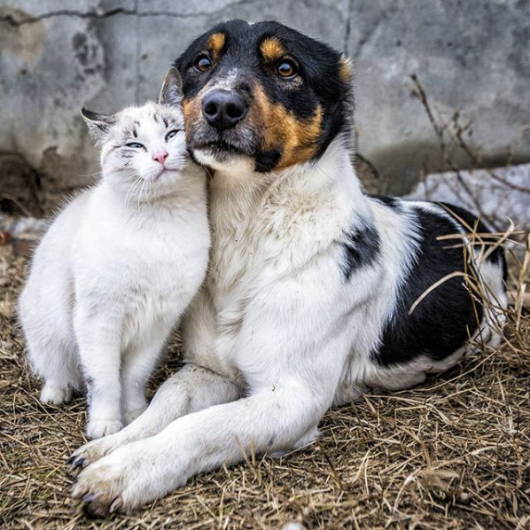 pals