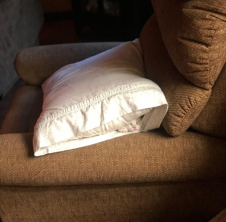 pillow