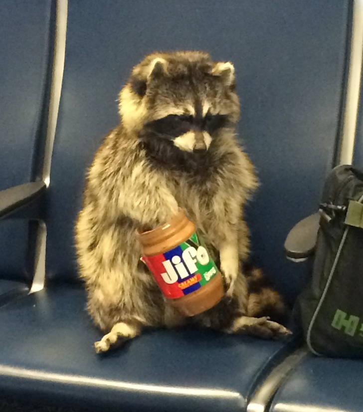 raccoon
