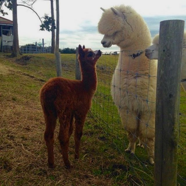 alpacas