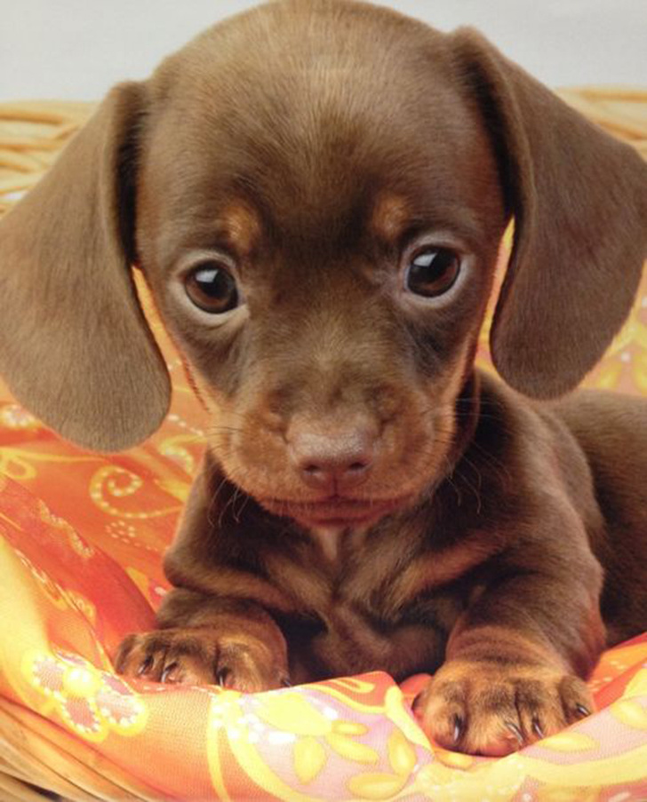 Adorable dachshund