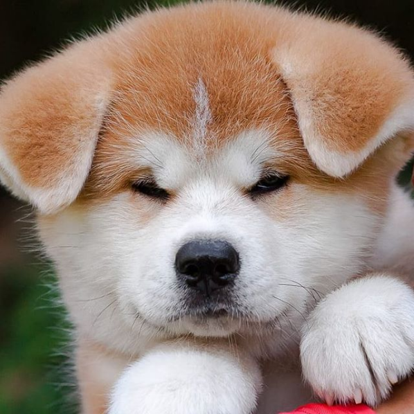 Akita Inu