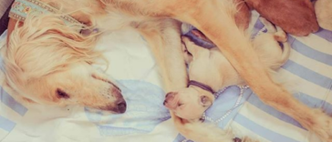 Adorably Cute Times When Animal Moms Totally Nailed Parenting