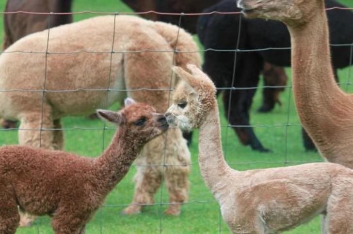 Alpaca