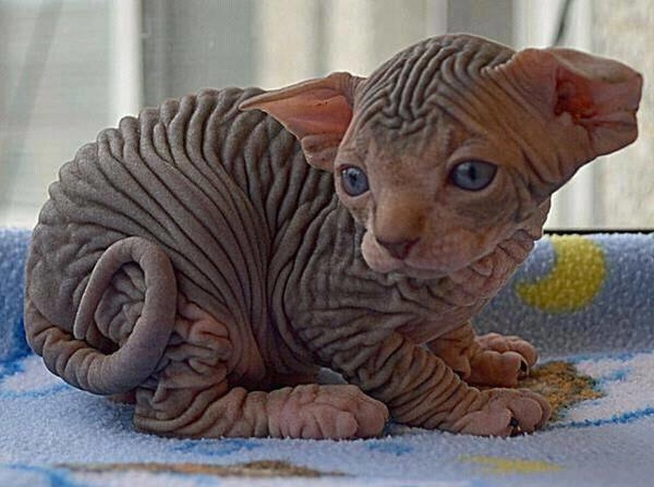 Photos Proving That Hairless Cats Are Actually Amazing