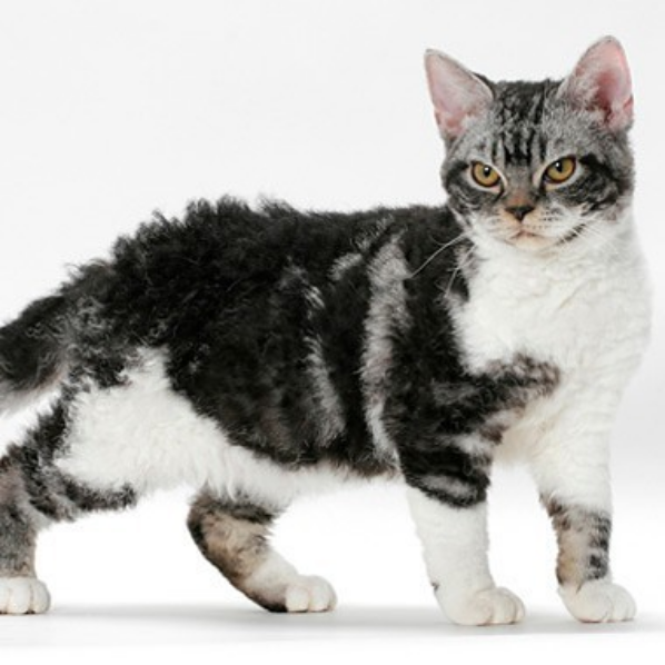 American Wirehair
