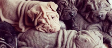 Shar-Pei Photos That Prove Wrinkles Are Actually Very Cute
