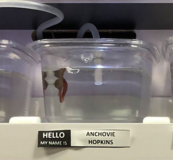 Anchovie Hopkins
