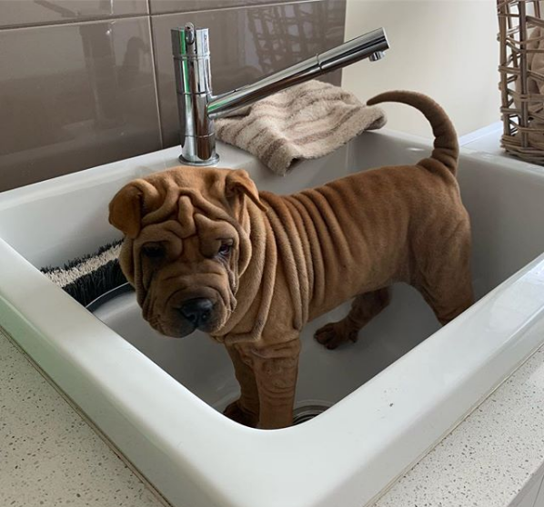 dog