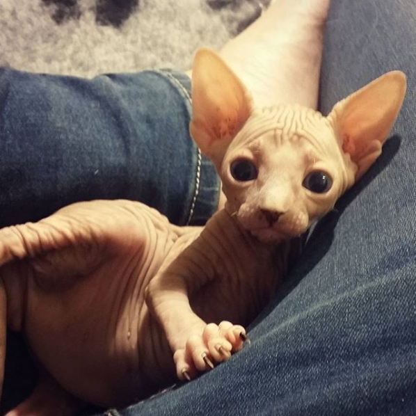 Photos Proving That Hairless Cats Are Actually Amazing