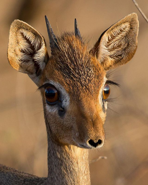 heart-shaped nose