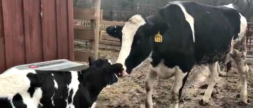 A Pregnant Cow Escapes From A Truck That Was Taking Her To The Slaughterhouse And Gives Birth To A Wonderful Calf