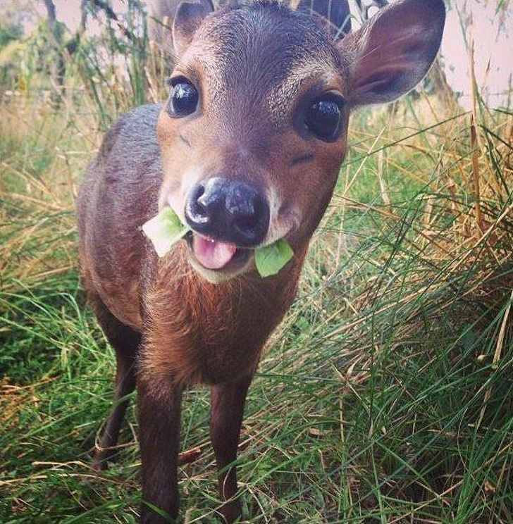 baby deer